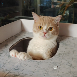 다올이형 레몬쿠키